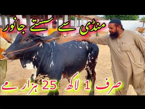 Bumper Offer Lakh Hazar Me Qurbani Wala Maal Mandi Se Sasta