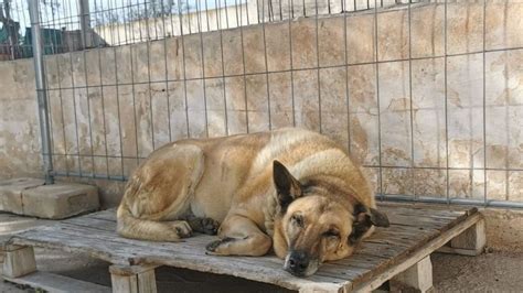 La protectora de animales de San Antonio Benagéber busca familia para Dingo