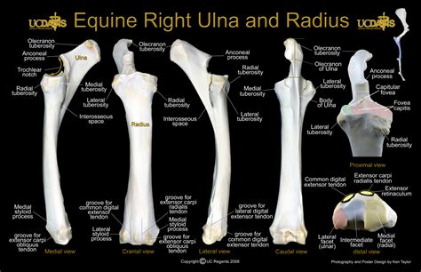 Jd Wheat Veterinary Orthopedic Laboratory Equine Anatomy Forelimb And