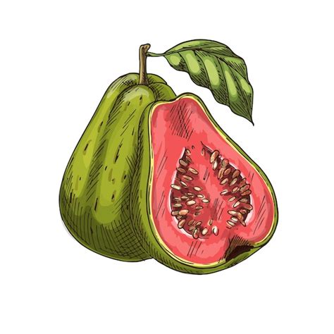 Guayaba Fruta Tropical Vector Dibujo Aislado Icono Vector Premium