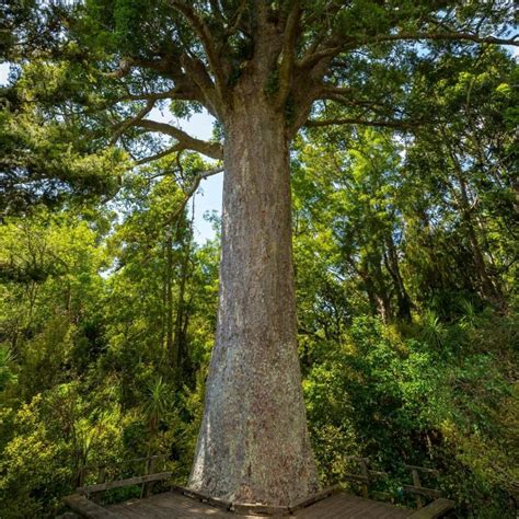 The Kauri Tree Nz Nurseries The Timber Giant