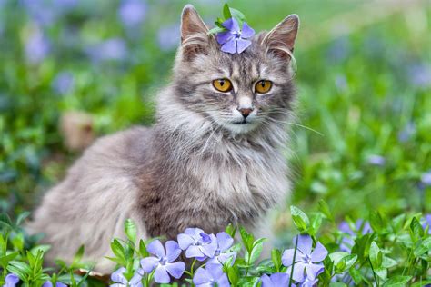 19 Top Grey Cat Breeds You'll Love (With Pictures) I Discerning Cat