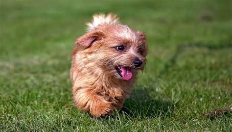 Small Terrier Breeds List - Want to Get a Small Terrier Dog? - Petculiars