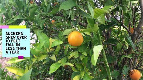 How To Prune Citrus Trees Trimming To Grow More Fruit And Use Less Pesticides Youtube