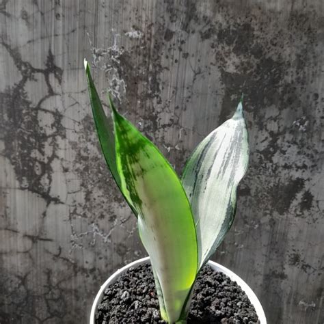 Jual Sansevieria Brazilian Moonshine Shopee Indonesia