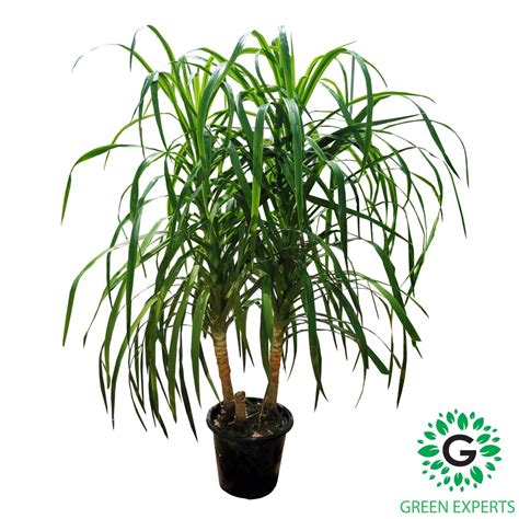 dracaena draco green experts landscape llc