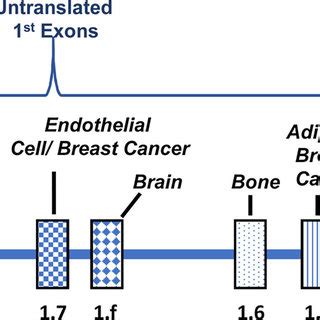 Partial Aromatase Gene Structure. | Download Scientific Diagram