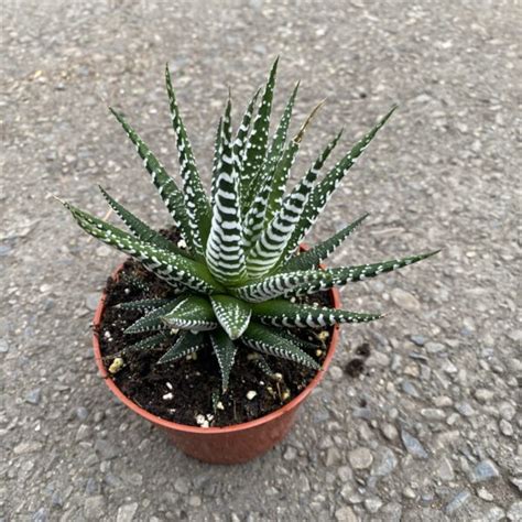 Haworthia ‘zebra Tropicalshouseplants › Anything Grows