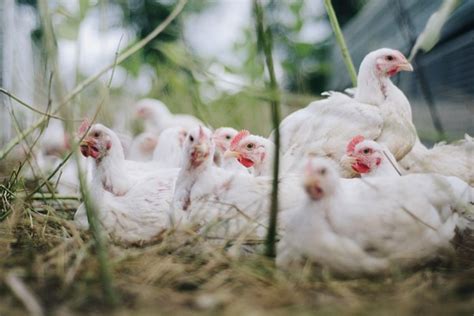 Brasil tem primeiro caso de influenza aviária em aves domésticas