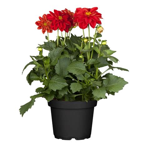 Grow By Obi Garten Dahlie Topf Ca Cm Dahlia Hybride Kaufen Bei Obi