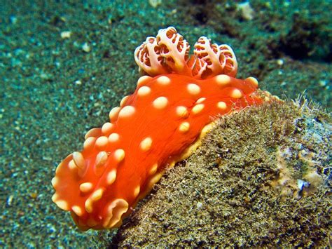 Gymnodoris Aurita Sea Slug Sea Creatures Beautiful Creatures