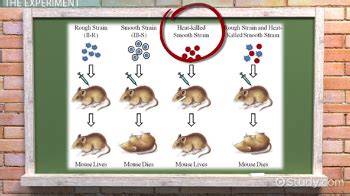 🎉 What did frederick griffith discover. Online Education Kit: 1944: DNA is. 2019-02-03