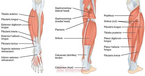 Anatomia M Sculos Da Perna Leg Muscles Anatomy Muscular System