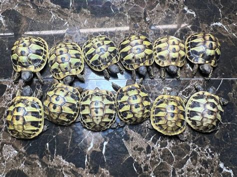 赫曼陸龜 悠悠水族寵物生活館