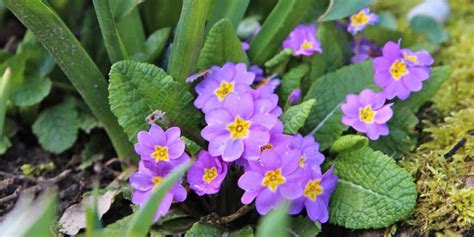 Primrose - planting and caring for this winter-blooming wonder