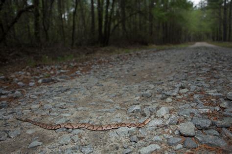 Eastern Copperhead Agkistrodon Contortrix Georgia Oc Herpetology