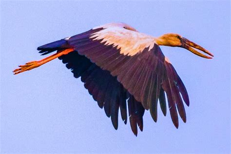 Common Birds in India: A Colorful Guide