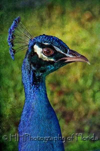 Peacock Portrait By Hh Photography Of Florida