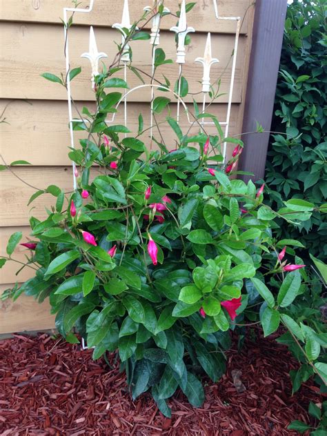 Mandivilla Plant: Annual Clematis Alternative