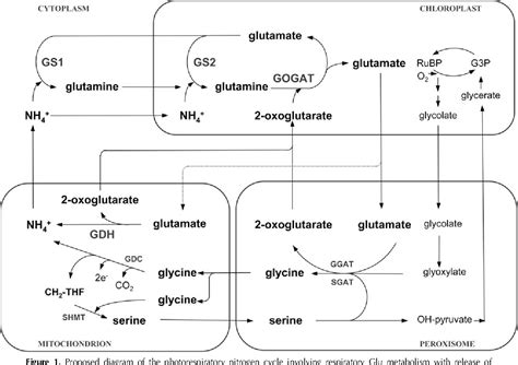 Figure 1 from Glutamine Synthetase-Glutamate Synthase Pathway and ...