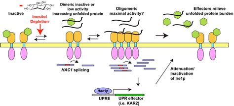 Cells Free Full Text Unfolded Protein Responses With Or Without