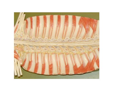 Intercostal muscles | Science, Biology, anatomy, Muscles | ShowMe