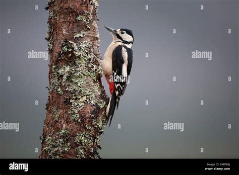 A Female Great Spotted Woodpecker Dendrocopos Major In Profile Clinging