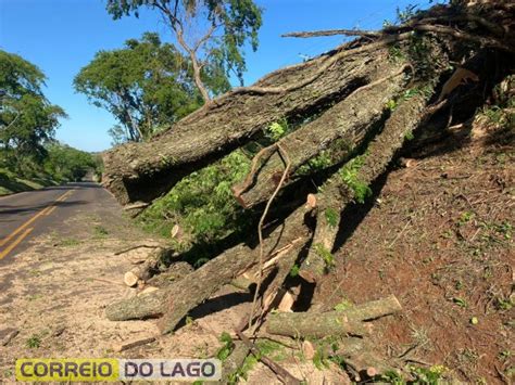 Árvores de grande porte são derrubadas sobre a rodovia PR 488 em Santa