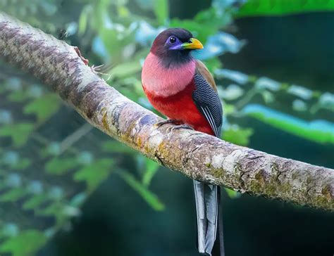 Philippine Trogon: Unveiling the Mysteries of This Rare Bird - The ...