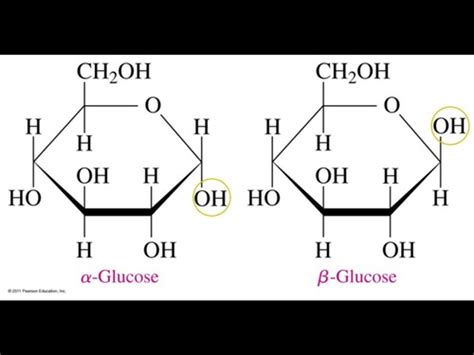 Biology Carbohydrates Flashcards Quizlet