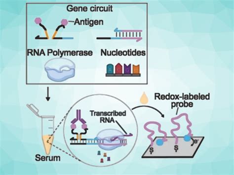 Synthetic Genes for Flu Test - ChemistryViews