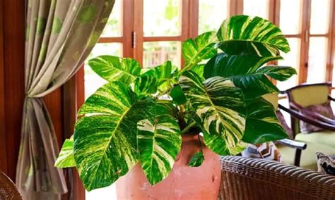 10 plantas que não precisam de muitos cuidados para ter em casa