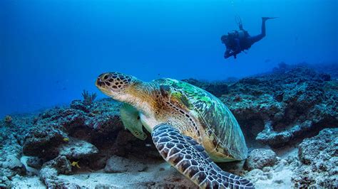 Scuba Diving With Sea Turtles