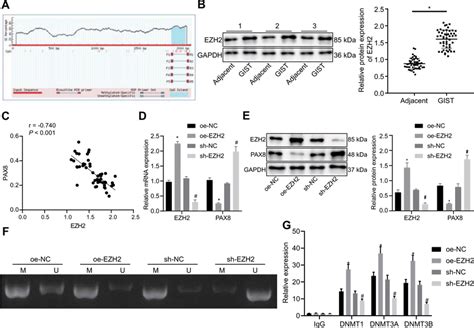 EZH2 Promotes The Methylation Of PAX8 A PAX8 Promoter Region As