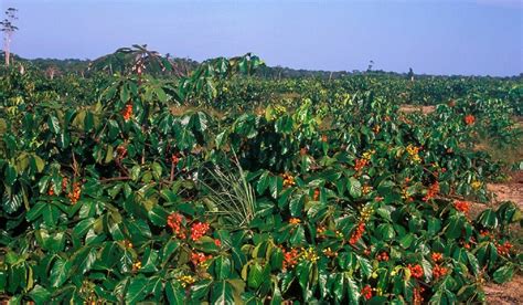 Polynesian Produce Stand Guarana Paullinia Cupana Brazilian Organic