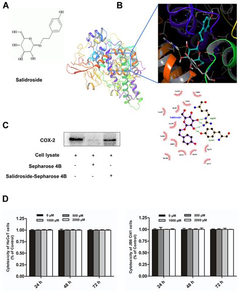 Salidroside Can Directly Bind With Cox And Has No Toxicity To Hacat