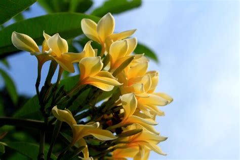 Premium Photo | Beautiful yellow plumeria flowers