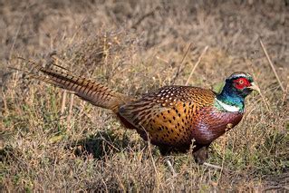 Ring Necked Pheasant M Colusa National Wildlife Refuge Flickr