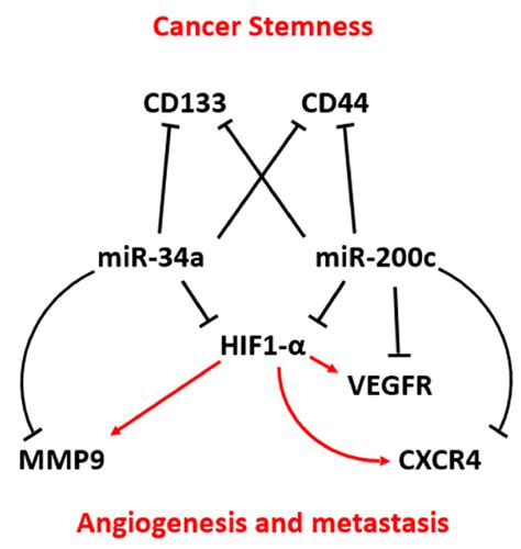 A Model Explaining How Mir 34a And Mir 200c May Cooperate By Targeting Download Scientific