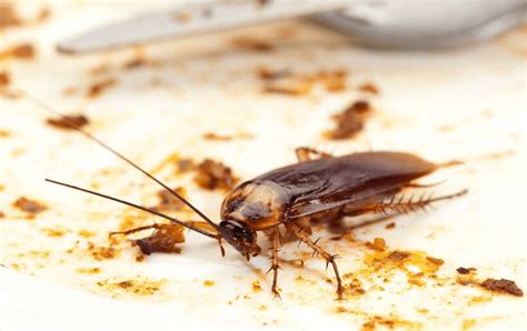 Bed Bugs Vs Cockroaches: 2 Basic Differences Between Bed Bug And Flea Bites