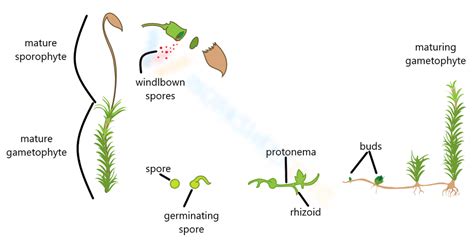 Stages of seed germination | Worksheet Zone