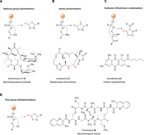 Intermolecular Nucleophiles Selected By Thioesterase Domains A A Download Scientific Diagram