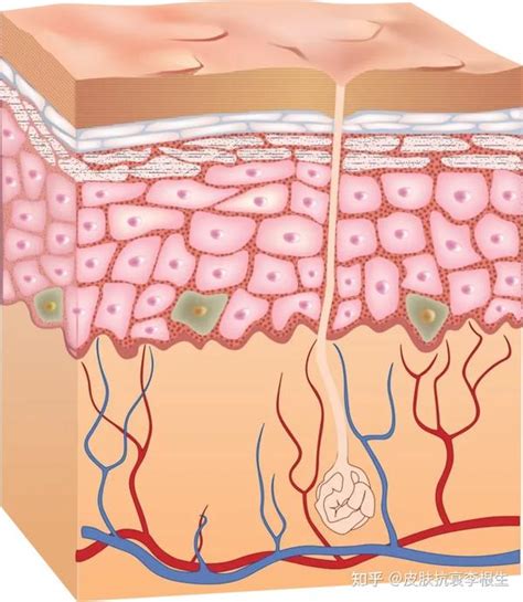 一分钟带你了解！什么是皮肤屏障？ 知乎