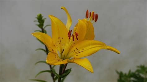 yellow plant nature  photo  pixabay