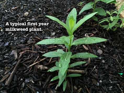 The Life Cycle of Milkweed | Milkweed plant, Milkweed, Swamp milkweed