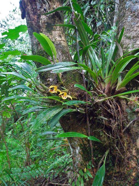 Bulbophyllum Dearei Orchidaceae Image At Phytoimages Siu Edu