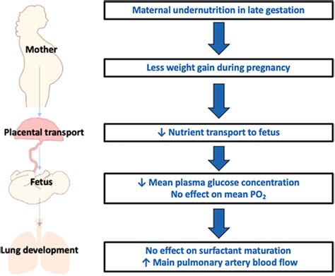 Impact Of Maternal Late Gestation Undernutrition On Surfactant