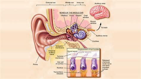 How Do Our Ears Work Boom Box Post