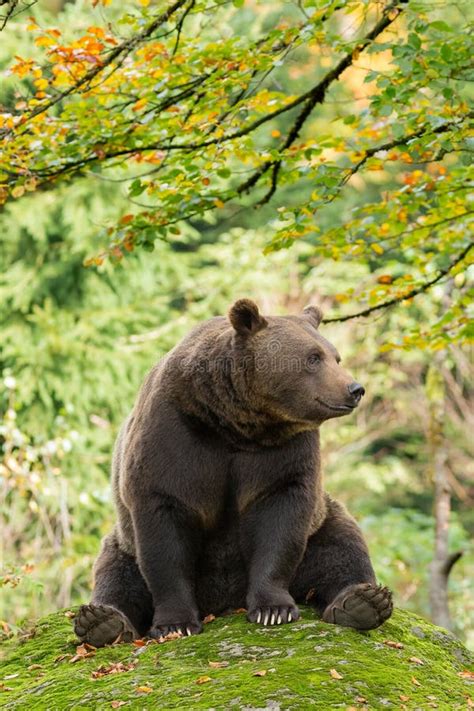 Orso Bruno Che Dorme Nella Foresta Bavarese Su Una Roccia Fotografia