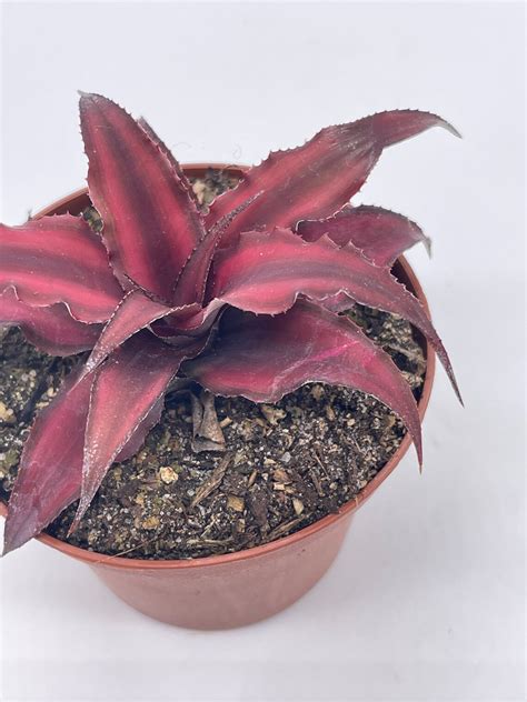 Cryptanthus Bivittatus 2 Inch Earth Star Bromeliad Starfish Etsy